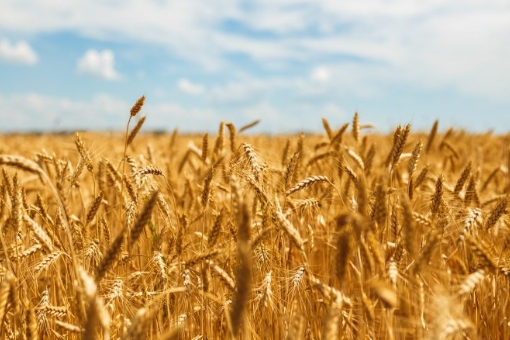 Spet 13th: Tighter Wheat and Looser Corn Market-Pic no.1